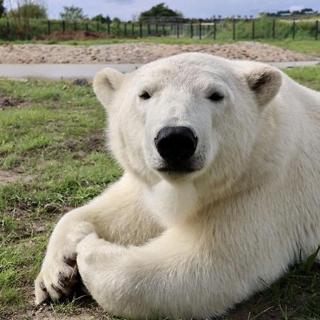 Chic 2 Bed Peak District Cottage Barn Near Alton Towers, Polar Bears, Chatsworth House Leek Exterior photo