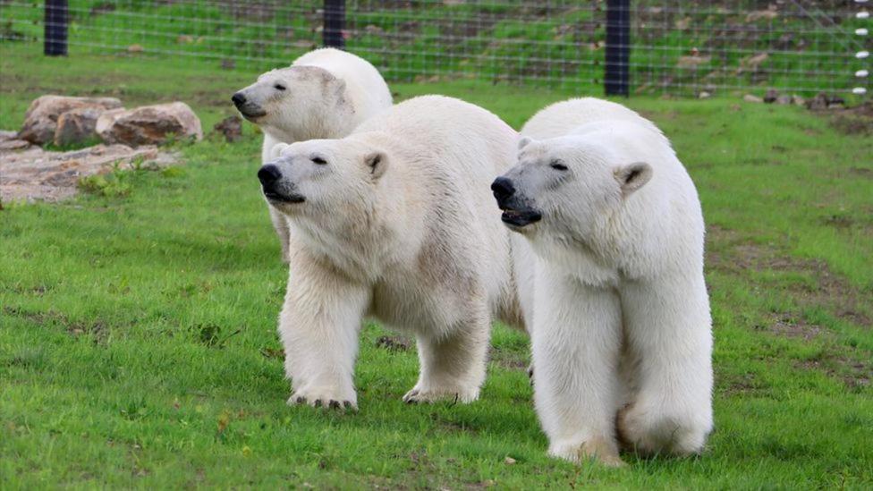 Chic 2 Bed Peak District Cottage Barn Near Alton Towers, Polar Bears, Chatsworth House Leek Exterior photo